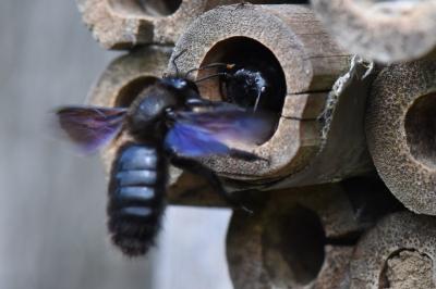 Xylocope violette