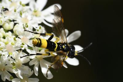 <i>Zonuledo amoena</i>