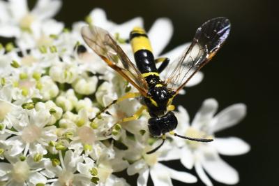 <i>Zonuledo amoena</i>