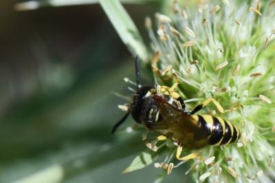 Philanthe apivore