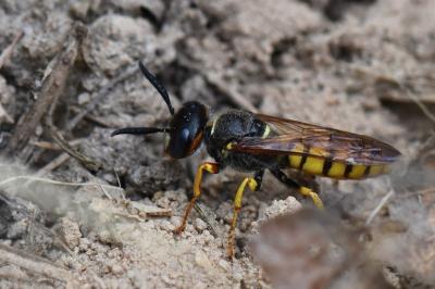 Philanthe apivore