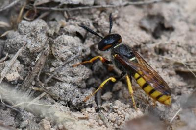 Philanthe apivore