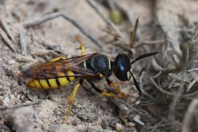 Philanthe apivore