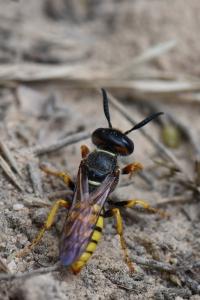 Philanthe apivore