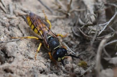 Philanthe apivore