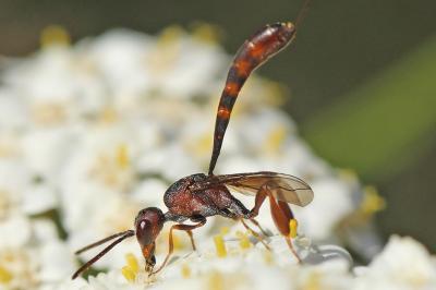 <i>Gasteruption hastator</i>