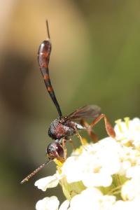 <i>Gasteruption hastator</i>