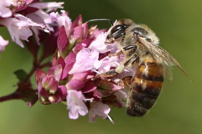Abeille domestique
