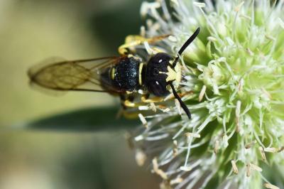 Philanthe apivore