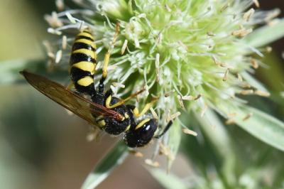 Philanthe apivore