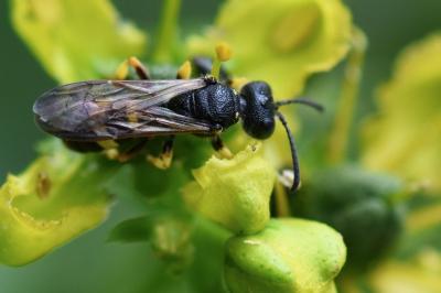 Cerceris de Ryby