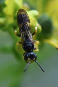 Cerceris de Ryby