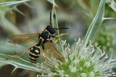 <i>Polistes nimpha</i>