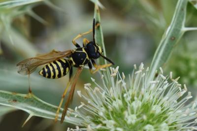 <i>Polistes nimpha</i>