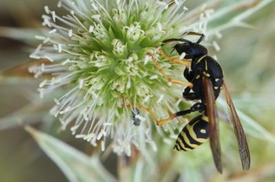 <i>Polistes nimpha</i>