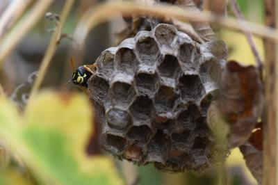 <i>Polistes nimpha</i>