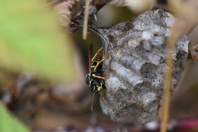 <i>Polistes nimpha</i>