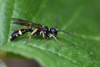 <i>Mellinus arvensis</i>