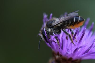Megachile centuncularis
