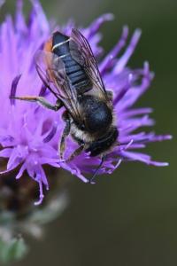 Mégachile du rosier