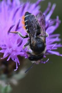 Mégachile du rosier