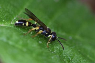 <i>Mellinus arvensis</i>