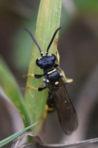 <i>Mellinus arvensis</i>