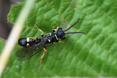 <i>Mellinus arvensis</i>
