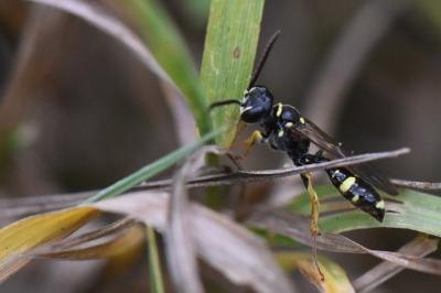 <i>Mellinus arvensis</i>