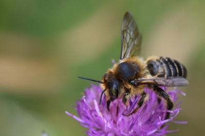 <i>Lithurgus cornutus</i>