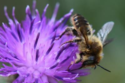 <i>Lithurgus cornutus</i>