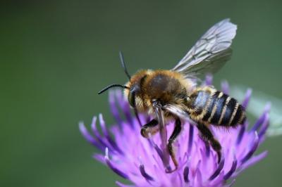 <i>Lithurgus cornutus</i>