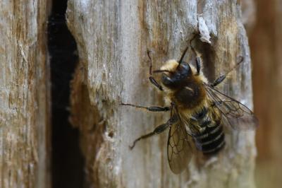 <i>Lithurgus cornutus</i>