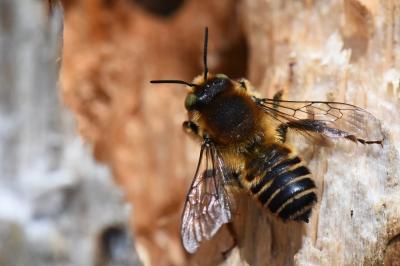 <i>Lithurgus cornutus</i>