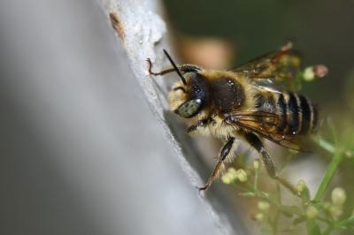 <i>Lithurgus cornutus</i>