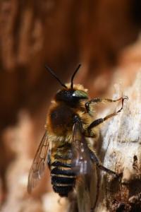 <i>Lithurgus cornutus</i>
