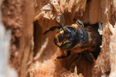 <i>Lithurgus cornutus</i>