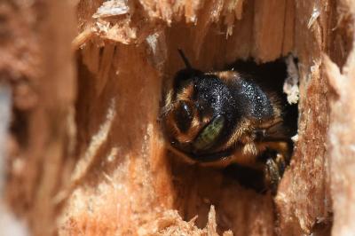 <i>Lithurgus cornutus</i>