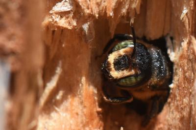 <i>Lithurgus cornutus</i>