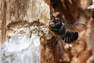 <i>Lithurgus cornutus</i>