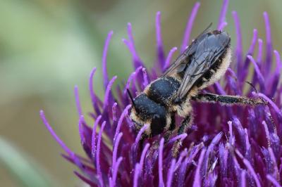<i>Lithurgus cornutus</i>