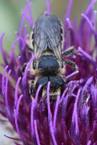 <i>Lithurgus cornutus</i>