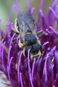 <i>Lithurgus cornutus</i>