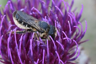 <i>Lithurgus cornutus</i>