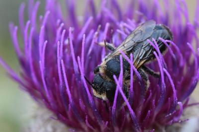 <i>Lithurgus cornutus</i>