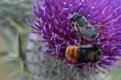 <i>Lithurgus cornutus</i>