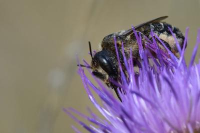 <i>Lithurgus cornutus</i>