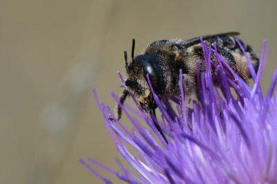<i>Lithurgus cornutus</i>