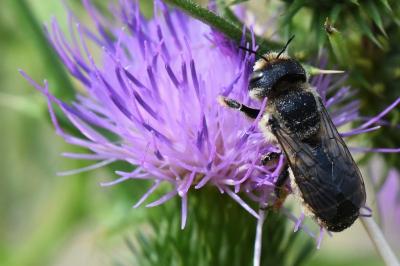 <i>Lithurgus cornutus</i>
