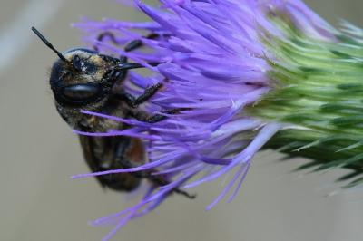 Lithurgus cornutus